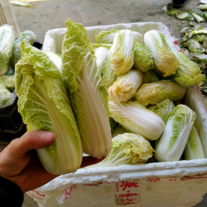 小白菜心新鲜现摘5斤娃娃菜 十颗以上
