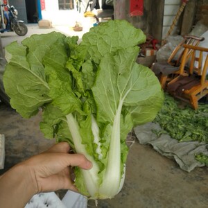 散叶白菜新鲜现摘3/5斤
