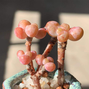 精品玉葡萄群生多肉植物稀有品种韩国进口罕见多肉老桩一物一拍