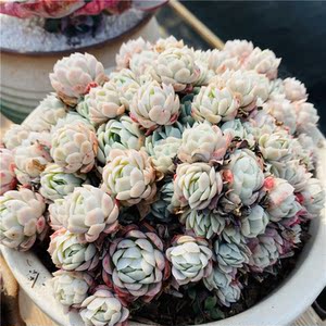 480人付款天猫蕾秀 多肉植物 日系冰梅 小叶冰莓 群生状态佳 一物一拍