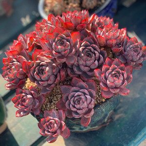 紫红色多肉植物美状态晚霞之舞美叶边卷整年状态中花卉盆栽5人付款5