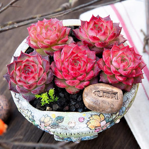 小海螺多肉植物海螺姑娘稀有贵货精品杂交好养萌肉肉桌面组合盆栽