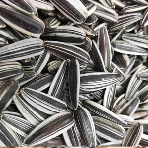 新疆特大瓜子 原味三道眉葵瓜子大白葵花籽现炒现卖2020年新货 熟