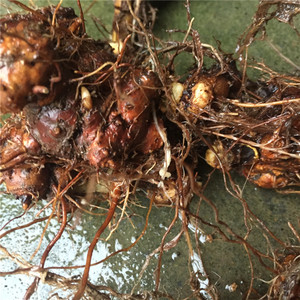 野生荞麦根新鲜金开锁苦荞麦三七天荞麦根500g包邮荞麦金疙瘩现挖