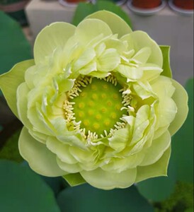 冀医生莲花 金翠牡丹 中大型绿色碗莲 观赏荷花大藕包开花包成活