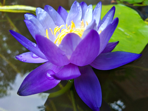 冀医生莲花 蓝巨 澳洲睡莲 蓝色睡莲 带花大苗 包对版包邮