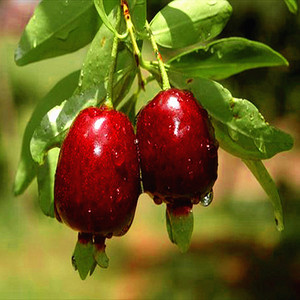 包邮带土发货庭院园林种植果树巴西黑玫瑰长果樱桃果苗树苗植物