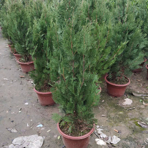 84tb084963053淘宝侧柏苗扁柏树苗柏树苗 墓地树苗龙柏苗香柏圆柏