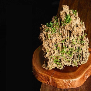 假山种子吸水石植物种子牛毛草苔藓微景观上水石草籽奇石盆景草坪