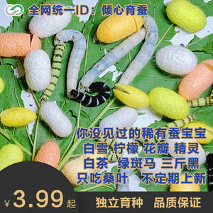 行淘宝新品宠物稀有品种蚕宝宝黑虎 x蚕斑马半野 野三元 蚕卵蚕彩色蚕
