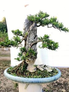 附石罗汉松盆景 树抱石罗汉松树桩 松树盆栽绿植树苗 短叶罗汉松