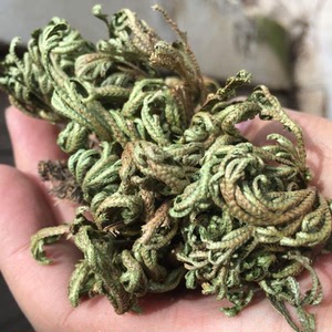 九死还魂蕨 野生九死还魂草盆栽花卉 卷柏 复活草 不死草 还阳草