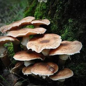 野生臻蘑菇菌种包蜜环菌蜜蘑蜜环蕈栎蕈菌包菌棒可人工栽培种植包