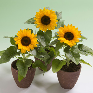 矮生超级微笑向日葵种孑taii进口四季小盆栽春夏耐热大微笑种籽子