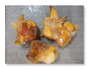 螺头 红螺头 冻螺头 美国螺头 热销响螺头 m号 270元/盒