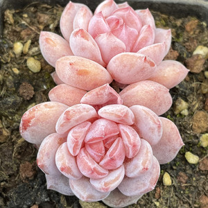 玉芙蓉 多肉植物 一物一拍 杂交新品 可带土发货防辐射盆栽吸甲醛