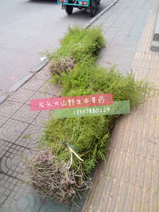 野生新鲜中草药 伸筋草 松筋草 铺地蜈蚣 舒筋草 过山龙 虎须草