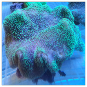 008人付款淘宝日本闪千手 日闪 软体珊瑚 海水鱼 海水生物 lps