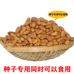 油莎豆种子长形老品种即食袋装油豆虎坚果油渣子种植用500克包邮