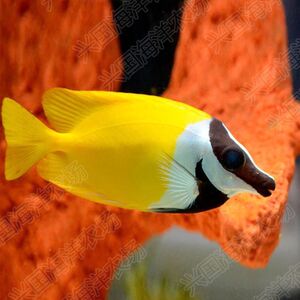 黄金吊狐狸鱼 兔子狐狸活体海水鱼 包活素食珊瑚缸海缸除藻快递