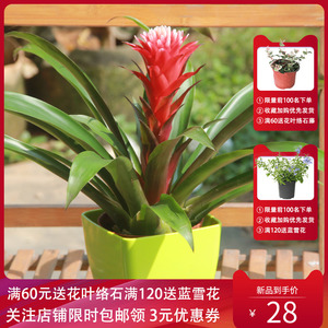 凤梨花卉白雪公主