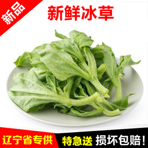 新鲜冰草250g 非洲冰菜叶菜蔬菜 沙拉菜 冰晶菜 凉拌菜只发同城