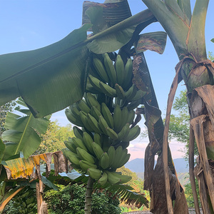 高州芭蕉10斤青芭蕉plantain新鲜水果无催熟剂非米蕉粉蕉香蕉