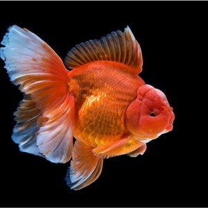 0020人付款淘宝精品泰狮金鱼活体/百褶泰狮/进口原