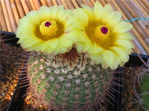 仙人球种子 南国玉属notocactus eugeniae 珊瑚城 17年夏自采