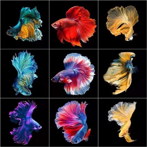 泰国斗鱼 半月观赏鱼大耳将军热带鱼多颜色选择活体宠物淡水鱼