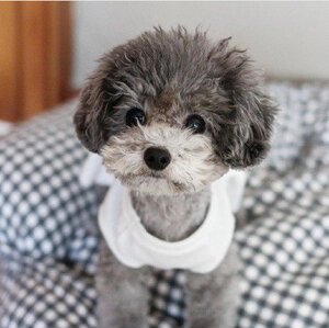 郑州出售纯种泰迪活体贵宾幼犬茶杯小型迷你型袖珍宠物狗奶奶灰色