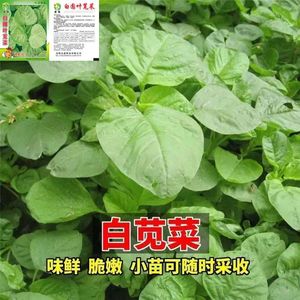 白圆叶苋菜种子青苋菜种籽绿苋菜四季播蔬菜种孑阳台盆栽春秋种植