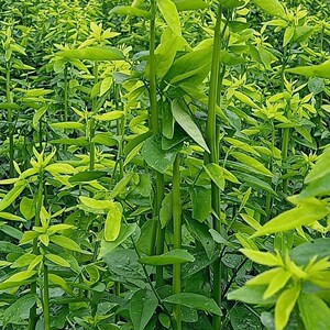 五指山野菜树仔菜