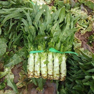 云南农家自种露天蔬菜新鲜莴笋紫叶青窝笋莴苣芦笋现挖现发3/9斤