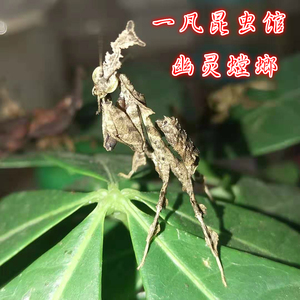 非洲幽灵螳螂活体/螳螂异形宠物摄影昆虫包活螳螂儿童生日礼物爬