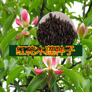 红花木莲种子