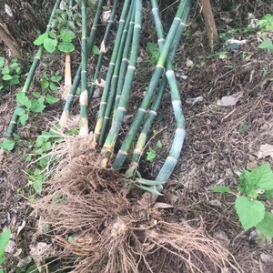 农业绿植马蹄笋竹苗带根甜笋苗绿竹子苗高产量绿笋苗种植现挖包邮