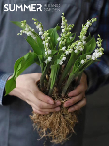 荷兰进口 铃兰 小盆栽芳香植物花卉室内阳台观花 带花芽