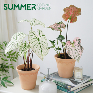 泰国美人白色彩叶芋花叶芋 观叶植物 室内盆栽 耐热ins风粉色和声