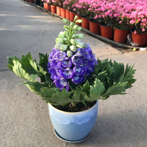 大花飞燕草盆栽大苗阳台庭院花卉花园造景花坛调色地栽植物包邮