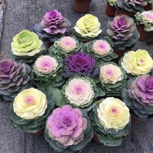 羽衣甘蓝盆栽大苗甘蓝花冬季花卉耐寒耐冻庭院花坛绿化植物盆栽