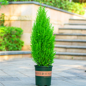 香松盆栽绿植四季常青圣诞树棒棒糖造型盆景阳台庭院办公桌面植物