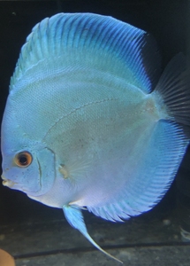 七彩神仙鱼天子蓝