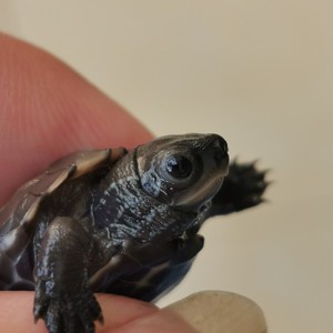 coinde黑化草龟魔眼草龟变异草龟中华草龟白化草黄肉草斑纹草