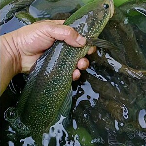 七星鱼精品冷水观赏鱼淡水食用红月斑月鳢蛇鱼肉食原生珍珠雷龙鱼