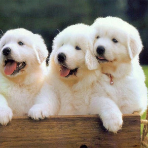 出售纯种大白熊犬活体宠物狗狗大白熊幼犬巨型大白熊小狗崽宠物狗