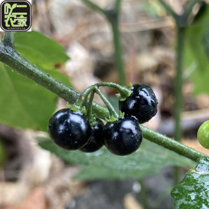 野生龙葵果新鲜野葡萄甜甜黑天天黑端端星星悠悠水果地茄子乌点归