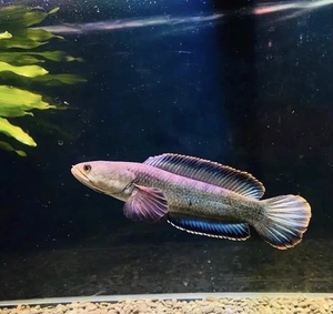 南鳢雷龙鱼观赏鱼冷水鱼龙鱼凶猛七彩雷龙淡水活体