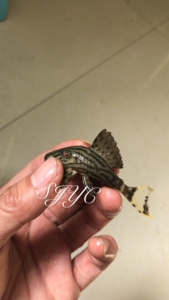 哥伦比亚南美异型鱼绿皮皇冠豹哥绿异形鱼活体哥白皇冠豹