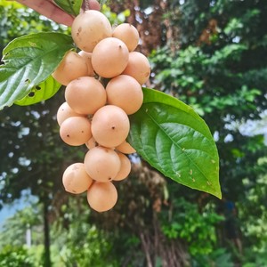 木奶果三丫果木赖果新鲜水果南方特产水果孕妇水果当季水果龙宫果